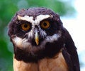 Free Spectacled Owl Royalty Free Stock Image - 4443506