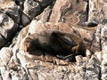 Free Resting NZ Fur Seal Stock Photo - 4446930