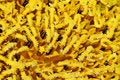 Free Sunflower Pollen Stock Image - 4448151