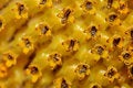 Free Sunflower Pollen Stock Photography - 4449782