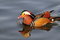 Free Mandarin Duck Royalty Free Stock Photography - 4440217
