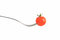Free Little Fresh Tomato Stock Photography - 4443252