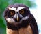 Free Spectacled Owl Royalty Free Stock Image - 4443506