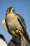 Free Falcon Stock Photography - 4449312