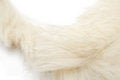 Free Animal Fluff Royalty Free Stock Image - 4451416