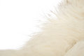 Free Animal Fluff Royalty Free Stock Photography - 4451417