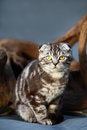 Free Cat Royalty Free Stock Photos - 4455208