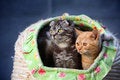 Free Cat Royalty Free Stock Photography - 4456767