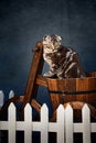 Free Cat Stock Photos - 4456913