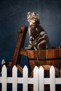 Free Cat Royalty Free Stock Image - 4456976