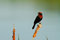 Free Black And Red Bird Stock Photos - 4450463