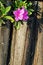 Free Azalea And Wooden Fence Royalty Free Stock Photo - 4455525