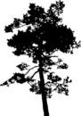 Free Isolated Tree - 14. Silhouette Royalty Free Stock Photo - 4462985