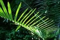 Free Leaf In Sunshine Stock Image - 4466421