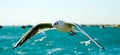 Free Seagull Stock Photos - 4468153