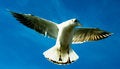 Free Seagull Royalty Free Stock Photography - 4468207