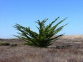 Free Desert Shrub Royalty Free Stock Photography - 4468547