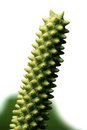 Free Green Stamen Stock Photography - 4469002