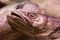 Free Fish Head Royalty Free Stock Photo - 4460445