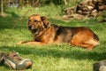 Free A Dog In Sunshine Royalty Free Stock Photos - 4475878