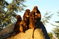 Free Sunbathing Apes Royalty Free Stock Photography - 4477927