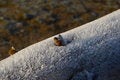 Free Frost Stock Image - 4478541