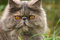 Free Grey Cat On A Background Of A Green Grass Stock Image - 4475981