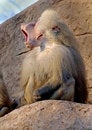 Free Baboon 12 Stock Images - 4480564