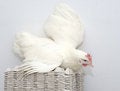 Free Chicken White Parent On The Egg Packs Stock Images - 4485774