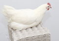 Free Chicken White Parent Laying Royalty Free Stock Photos - 4485788
