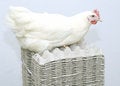 Free Chicken White Parent On The Empty Egg Pack Stock Photo - 4485900
