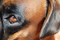 Free Boxer Royalty Free Stock Image - 4493926