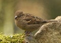 Free House Sparrow - (Passer Domesticus) Female Royalty Free Stock Photo - 4498915