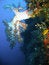Free Tropical Coral Reef Stock Photo - 4496210