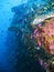 Free Tropical Coral Reef Fish Stock Images - 4496314