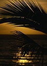 Free Palm Frond Stock Images - 451204