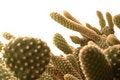 Free Cactus Detail Stock Photos - 454033