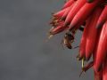 Free Bee Gathering Pollen Royalty Free Stock Image - 454186