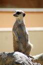Free Meerkat On The Lookout Royalty Free Stock Photos - 456778
