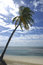 Free Palm Tree On Tropical Beach Stock Photo - 4519200