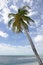Free Palm Tree On Tropical Beach Royalty Free Stock Photos - 4519318