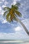 Free Palm Tree On Tropical Beach Stock Image - 4519371