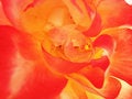 Free Pistil Of A Chinese Rose Royalty Free Stock Images - 4520709