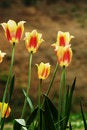 Free Tulips Backlight Stock Photos - 4523903