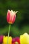 Free Tulip Red&yellow Stock Photos - 4524003