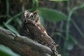 Free Eastern Screech Owl Scared Stock Photos - 4530433