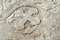 Free Roman Cross Royalty Free Stock Photo - 4533915