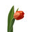 Free Red Tulip On White Stock Images - 4535984