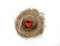Free Red Heart In Bird S Nest Royalty Free Stock Photos - 4536438