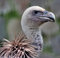 Free Young Bird Of Prey Royalty Free Stock Photography - 4538587
